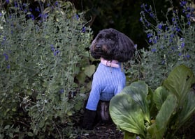 Luna at Warratina Lavender Farm