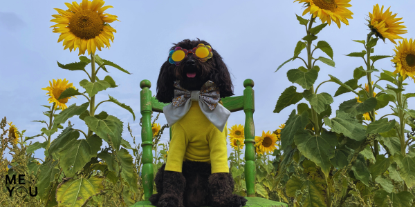 Luna sitting on a chair in a field of sunflowers