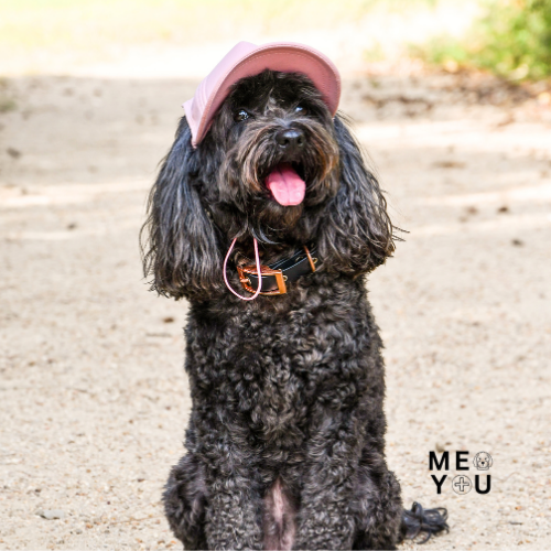 MMDY_Brands_Sunny Dog MMDY_Brands_Sunny Dog