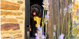 Luna at Lavandula farm