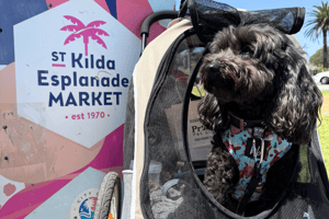 Luna at the St Kilda Esplanade Market