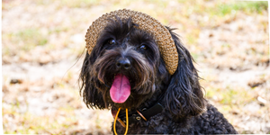 Luna in Sunny Dog and Co straw hat